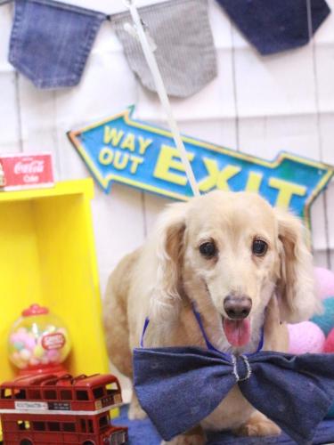 20230429グラちゃん